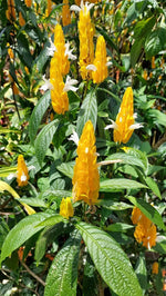Light Yellow Pachystachys Seeds for Planting - 100 Dhara Seeds
