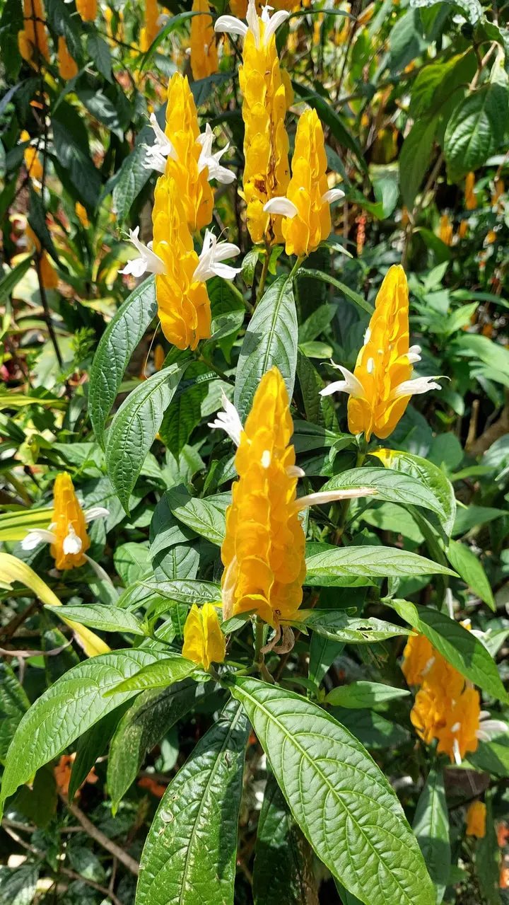 Light Yellow Pachystachys Seeds for Planting - 100 Dhara Seeds