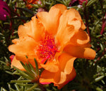 low-growing, spreading moss rose plants showing dense flowering habit

