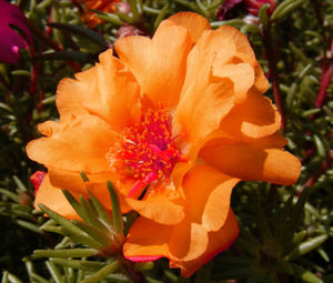 low-growing, spreading moss rose plants showing dense flowering habit

