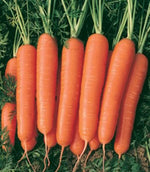 fresh harvest of vibrant Scarlet Nantes carrots in garden bed

