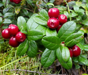 close-up of red berry clusters on trailing Vaccinium groundcover

