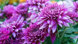 Chrysanthemum Chrysanthemum morifolium Flower Seeds for Planting in Home Garden