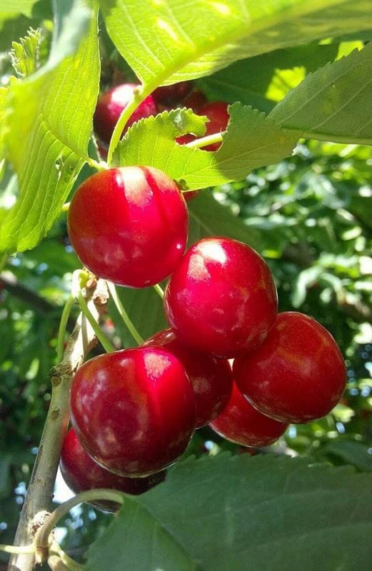 Cereza Fruit Seeds - Sweet and Juicy Cherries for Your Garden