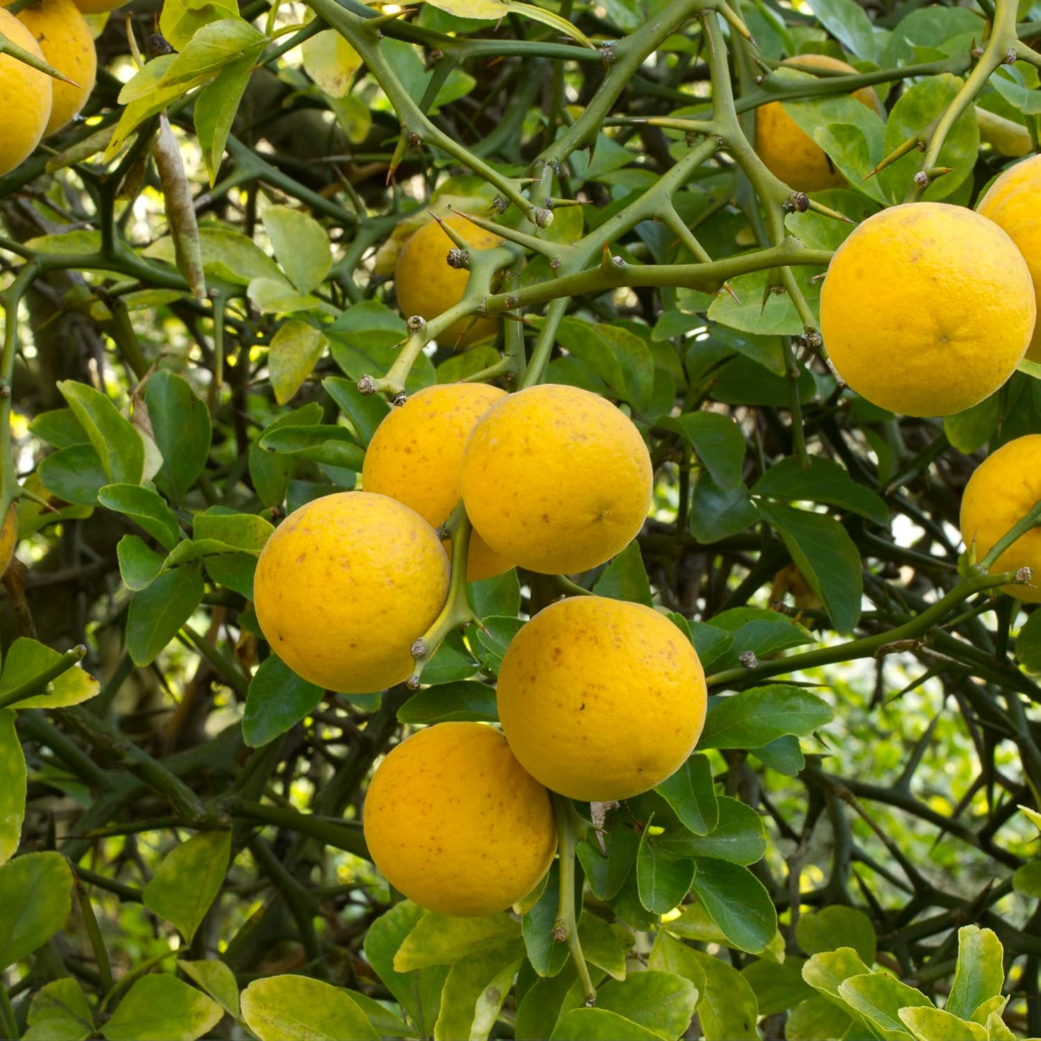Poncirus trifoliata,Bitter orange, Japanese bitter orange Fruit Seeds for Planting - A Hardy Citrus for Your Garden