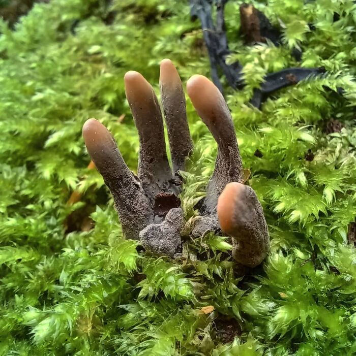 Dead Man’s Fingers (Xylaria polymorpha)