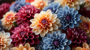 Big Blooms Collection Perennial Dahlia Seeds D018 – Heirloom, Non-GMO, High Germination Organic Garden Seeds