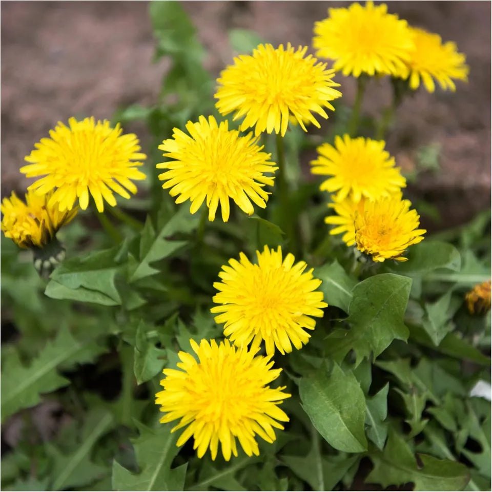 Green Dandelion Plant Seeds for Planting Heirloom Herbal Seeds, Edible Leaves & Pollinator-Friendly