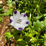 pollinators visiting five spot blooms in naturalized planting

