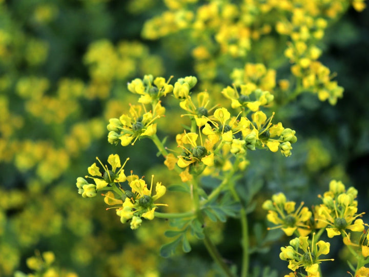 Yellow Ruta Flower Seeds for Planting, 100