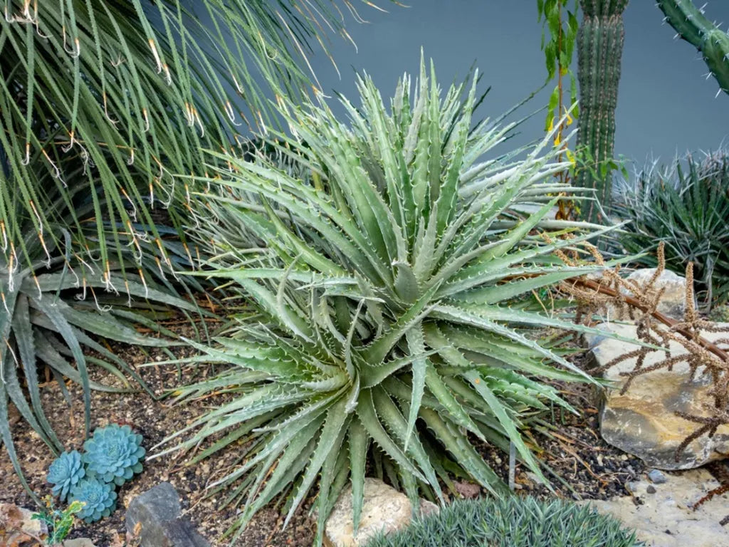 Green Hechtia Argentea Plants Seeds - Unique and Hardy Plant for Your Garden