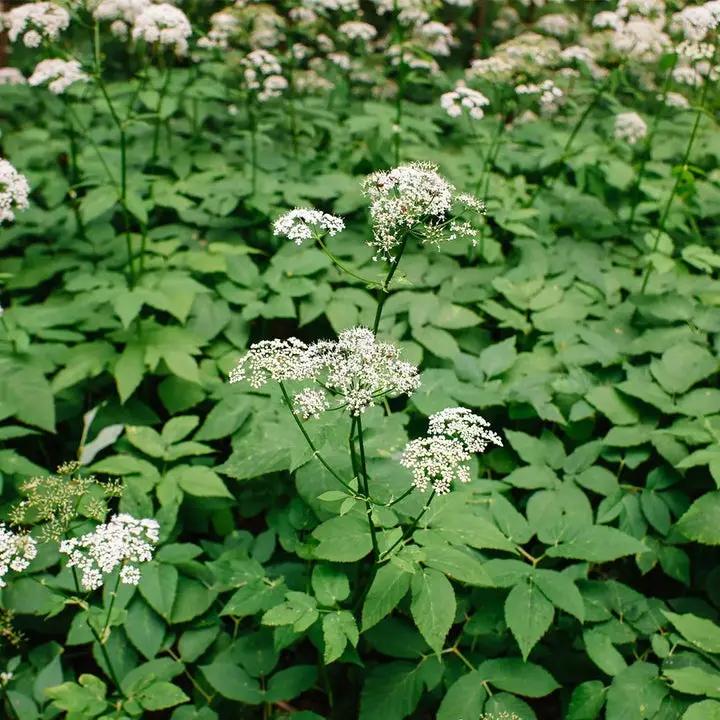 non-gmo-heirloom-garden-cover-seeds

