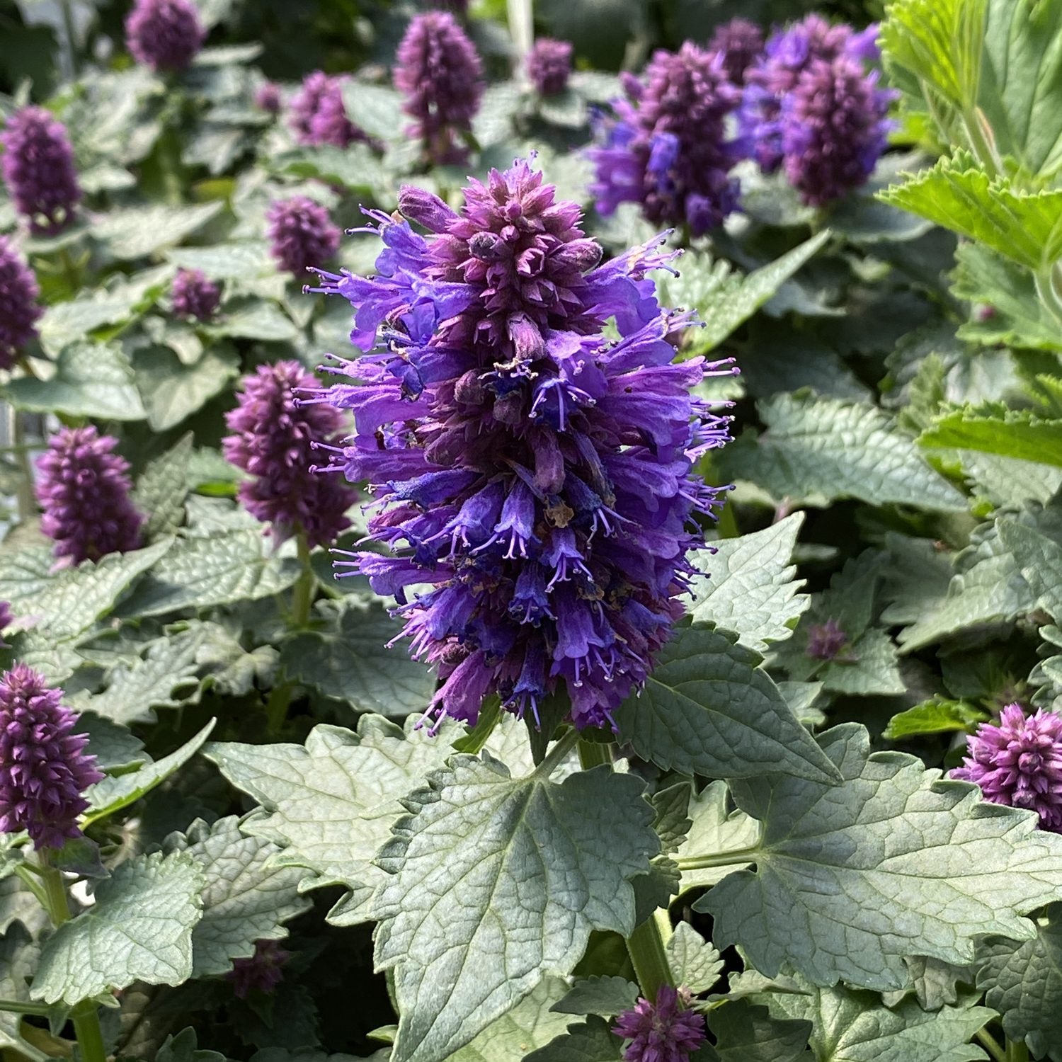 Blue Boa Hummingbird Mint Seeds