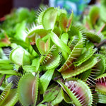 Heirloom Non-GMO Venus Fly Trap Flower Seeds for Carnivorous Indoor and Terrarium Planting seeds for planting in home garden