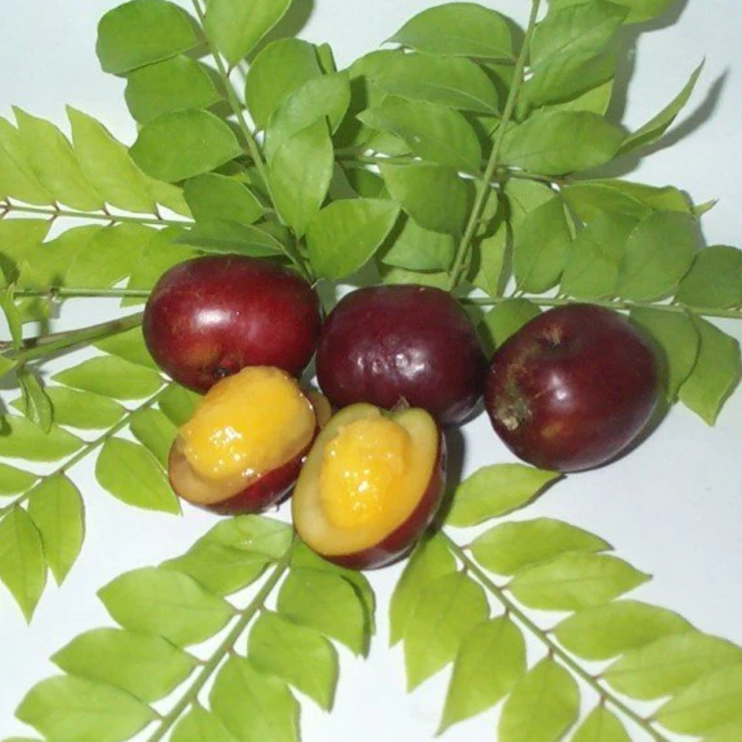 Red Mombin – Tropical Fruit with a Bold, Sweet Flavor