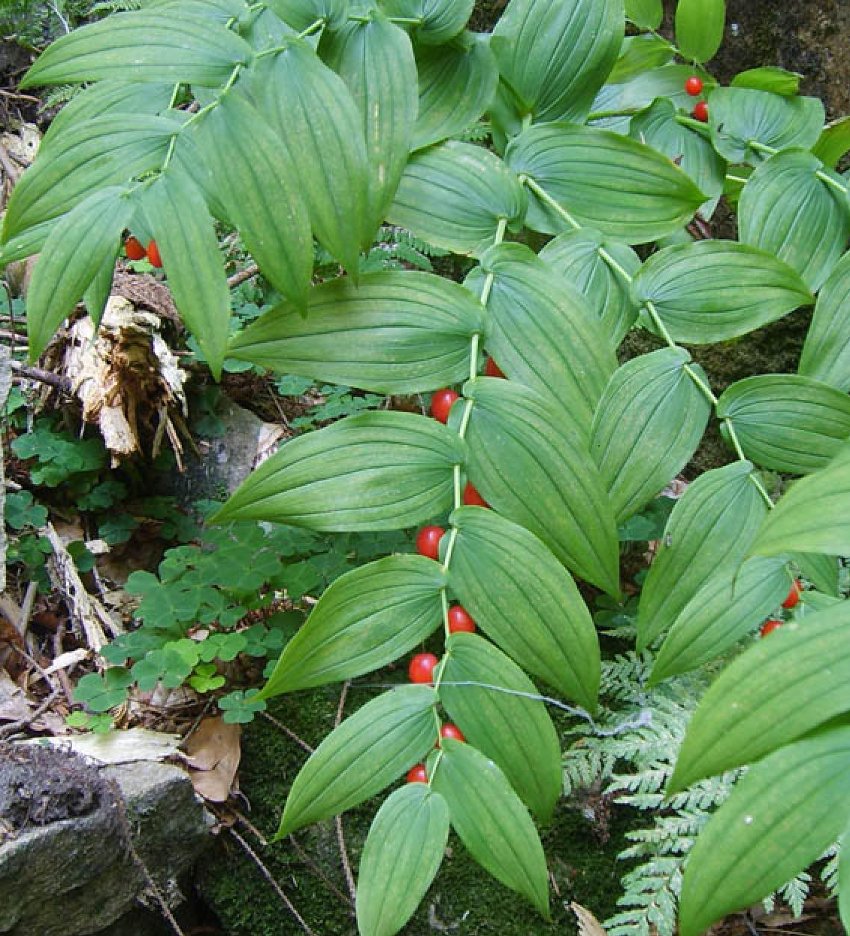 Watermelon Berry Fruit Seeds for Planting - Juicy and Sweet Homegrown Treats, Non-GMO Seeds