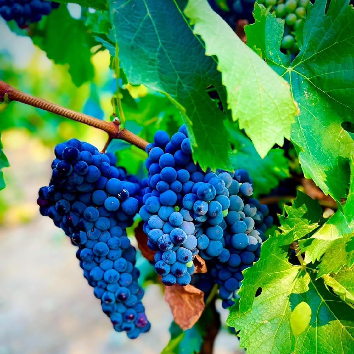 Grape Fruit Seed for Planting - Dark Blue Color Variety, Garden Seeds for Home, Heirloom Seeds