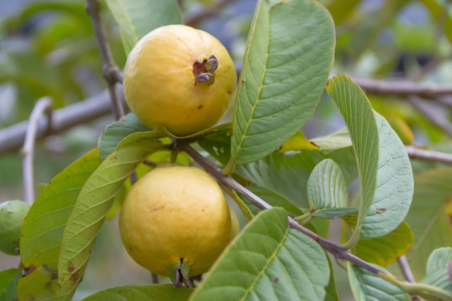 Yellow Mexican Cream Guava Fruit Seeds for Planting - Grow Sweet and Tropical Guavas at Home