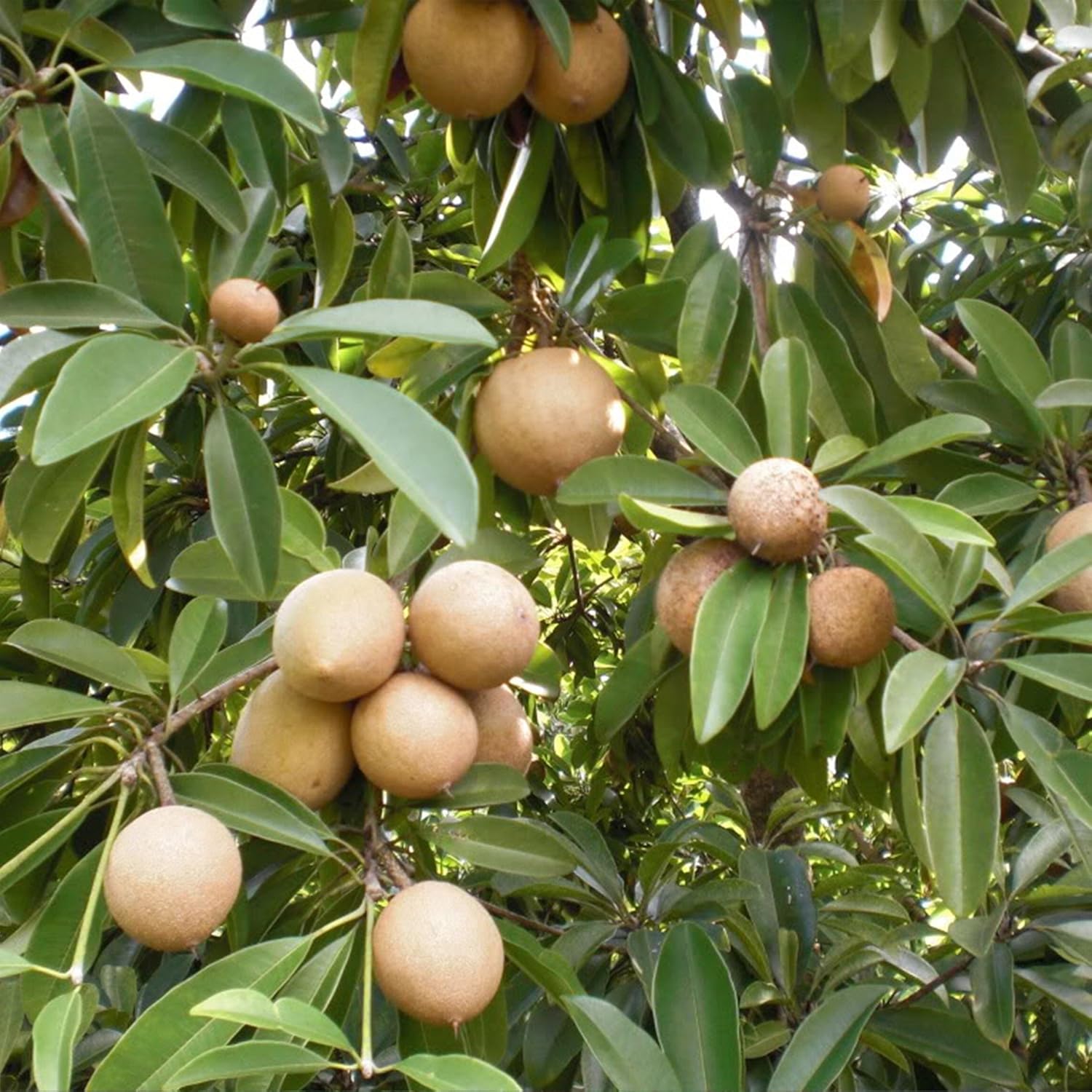 Manilkara Zapota Fruit Seeds for Planting - Growing Tropical Sapodilla Trees at Home Garden