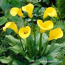 Calla Lily Flower Seeds (Zantedeschia aethiopica) Indoor Bonsai Decorative Variety