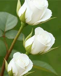 White Rose Rare Perennial Flower Seeds for Home Garden