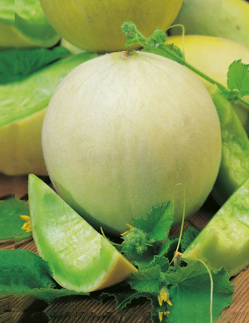 Honeydew Melon Seeds - Grow Sweet and Refreshing Fruits for Summertime Treats