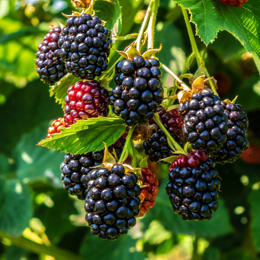 Mulberry Fruit Seed Pack for Juicy, Sweet Mulberries