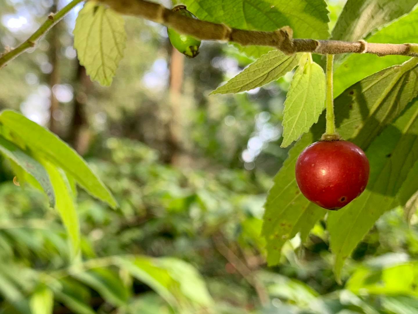 Jamaica Cherry Fruit Seeds for Planting- A Tropical Treasure for Vibrant Gardens, Heirloom Seeds