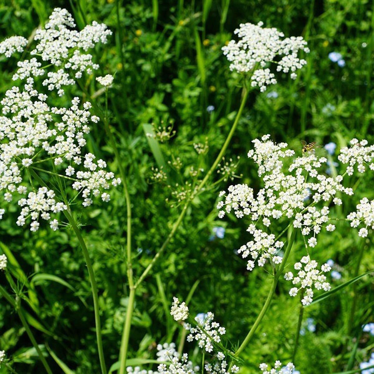 Anise Seeds