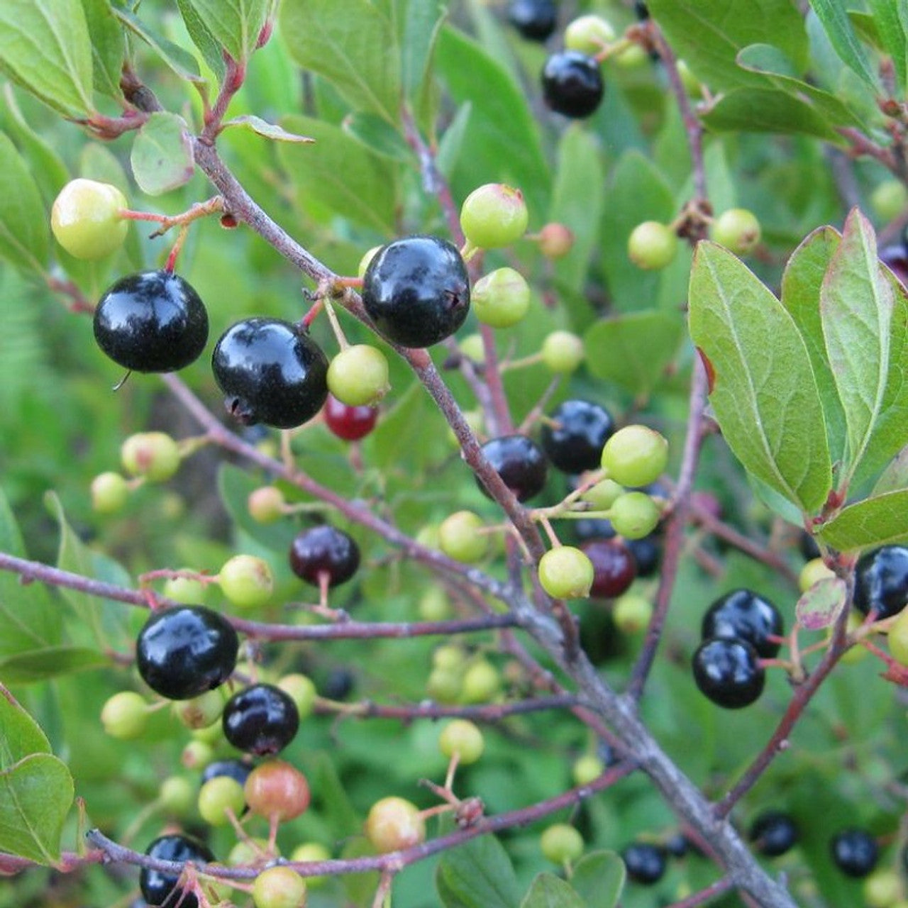 Titania Black Currant Seeds for Planting - Rich, Nutrient-Packed Berries, Heirloom & Garden Seeds