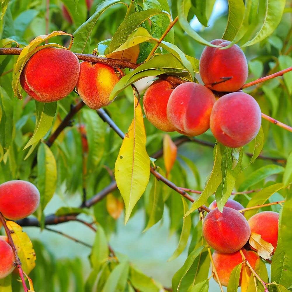 Red Peach Tree Seeds for Planting - Lush and Sweet Orchard Harvests, Heirloom and Non-GMO Seeds for Planting