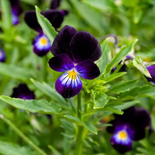 Violet Pansy Seeds – Non-GMO Flower Seeds for Garden Planting Dhara Seeds
