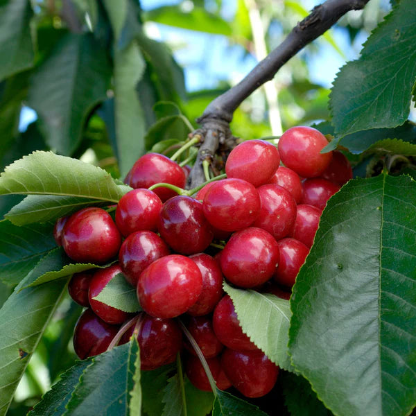 Miniature Cherry Tree Seeds for Planting - Perfect for Decorative Landscaping and Orchard Use
