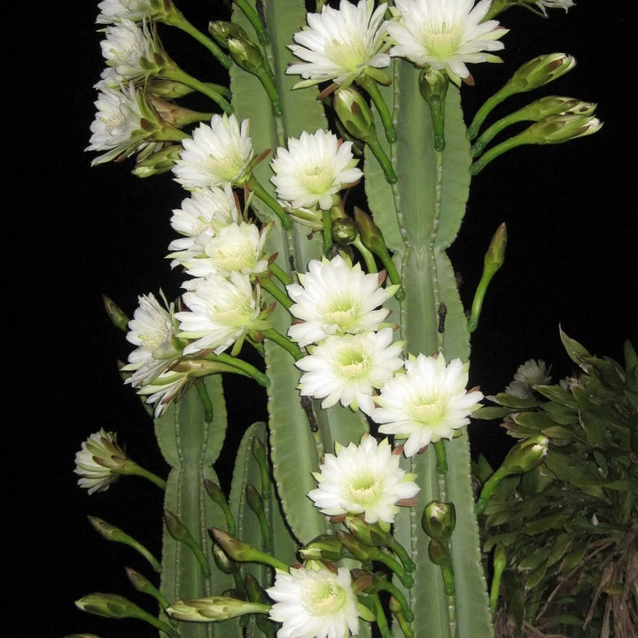 Cereus Flower Seeds for Planting, 100