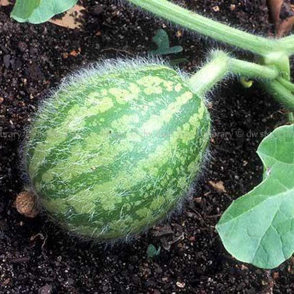Citron Red Watermelon Fruit Seeds for Planting - Unique Shaped Melons, Heirloom Seeds