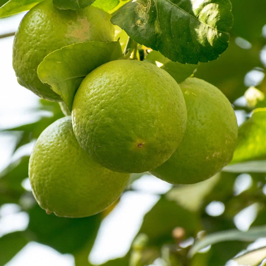 Citrus Limetta Fruit Seeds for Planting - Cultivate Refreshing and Juicy Citrus Fruits at Home,Heirloom Seeds