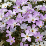 Lavender Linanthus Flower Seeds for Planting NON GMO Seeds Dhara Seeds