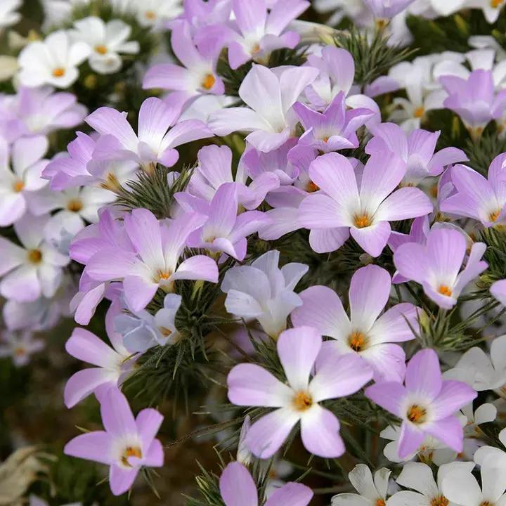 Lavender Linanthus Flower Seeds for Planting NON GMO Seeds Dhara Seeds