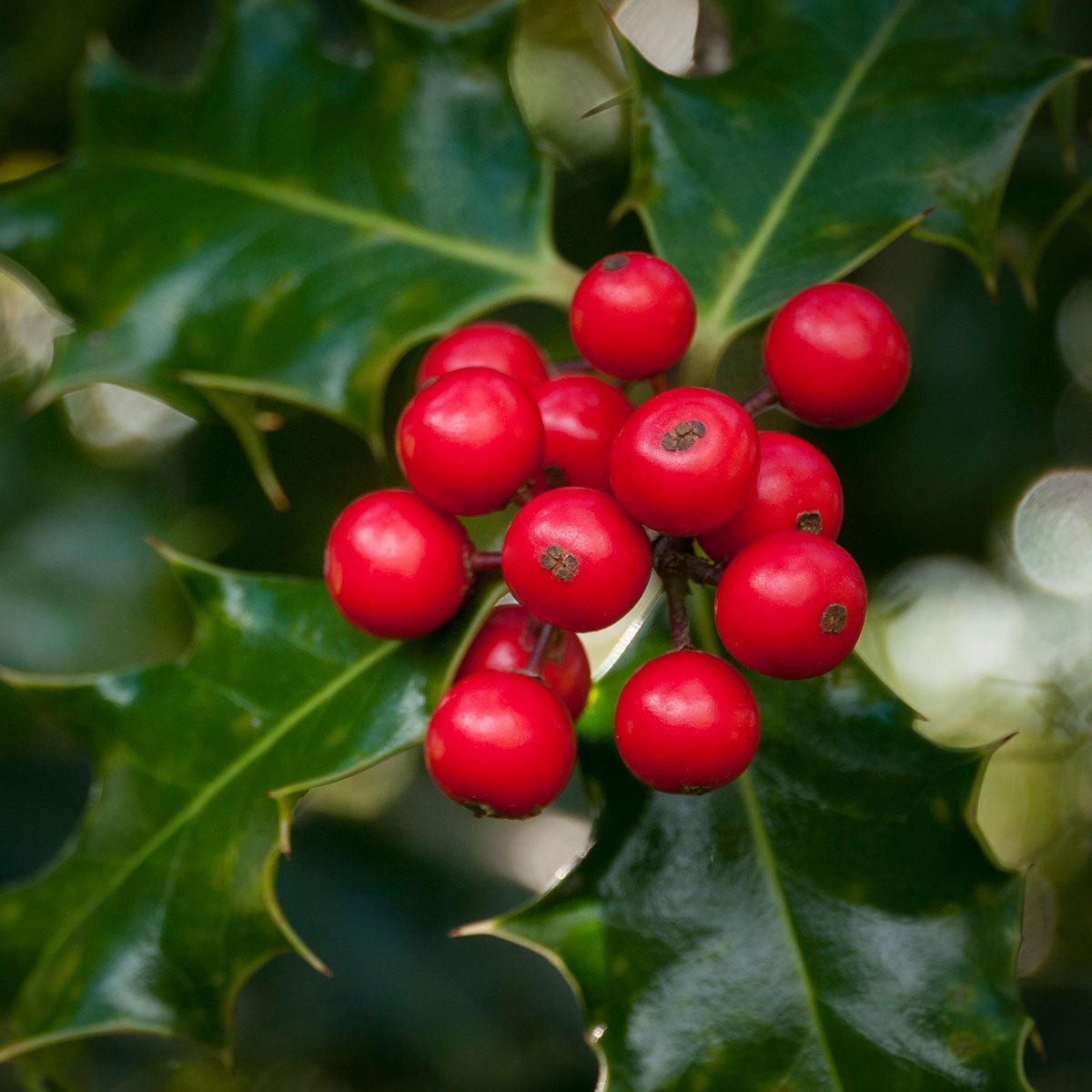 Winterberry Holly Seeds - Decorative Red Berries for Your Garden