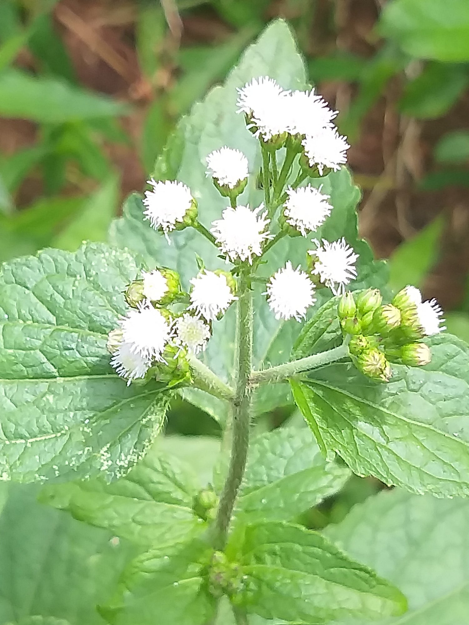 White Ageratum Conyzoides