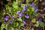 Viola Odorata Plant Seeds Purple for Planting NON GMO Seeds Dhara Seeds