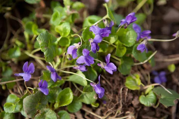 Viola Odorata Plant Seeds Purple for Planting NON GMO Seeds Dhara Seeds