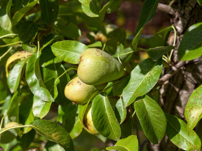 Le Conte Pear (Pyrus communis)