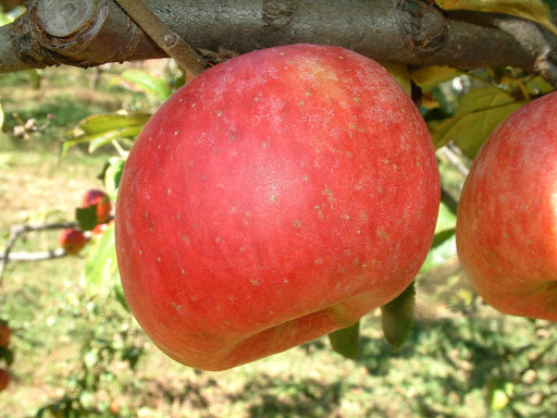 York Imperial Apple Tree (Malus domestica / Common Name: York Imperial Apple)