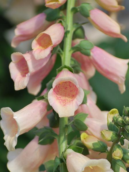 Digitalis Dalmatian Peach