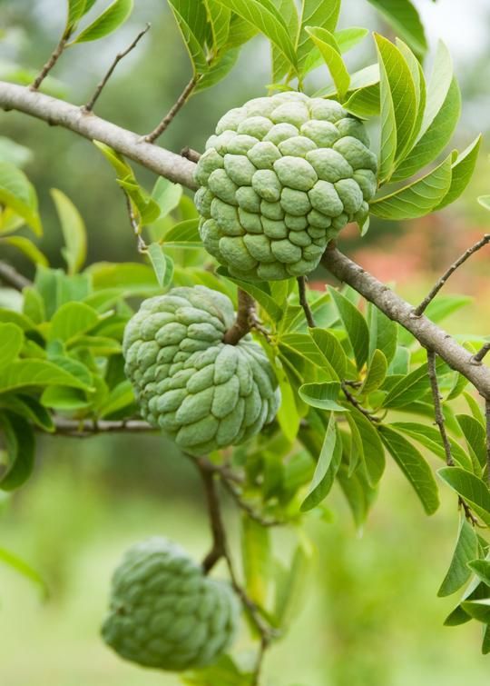 Custard Apple (Annona squamosa)