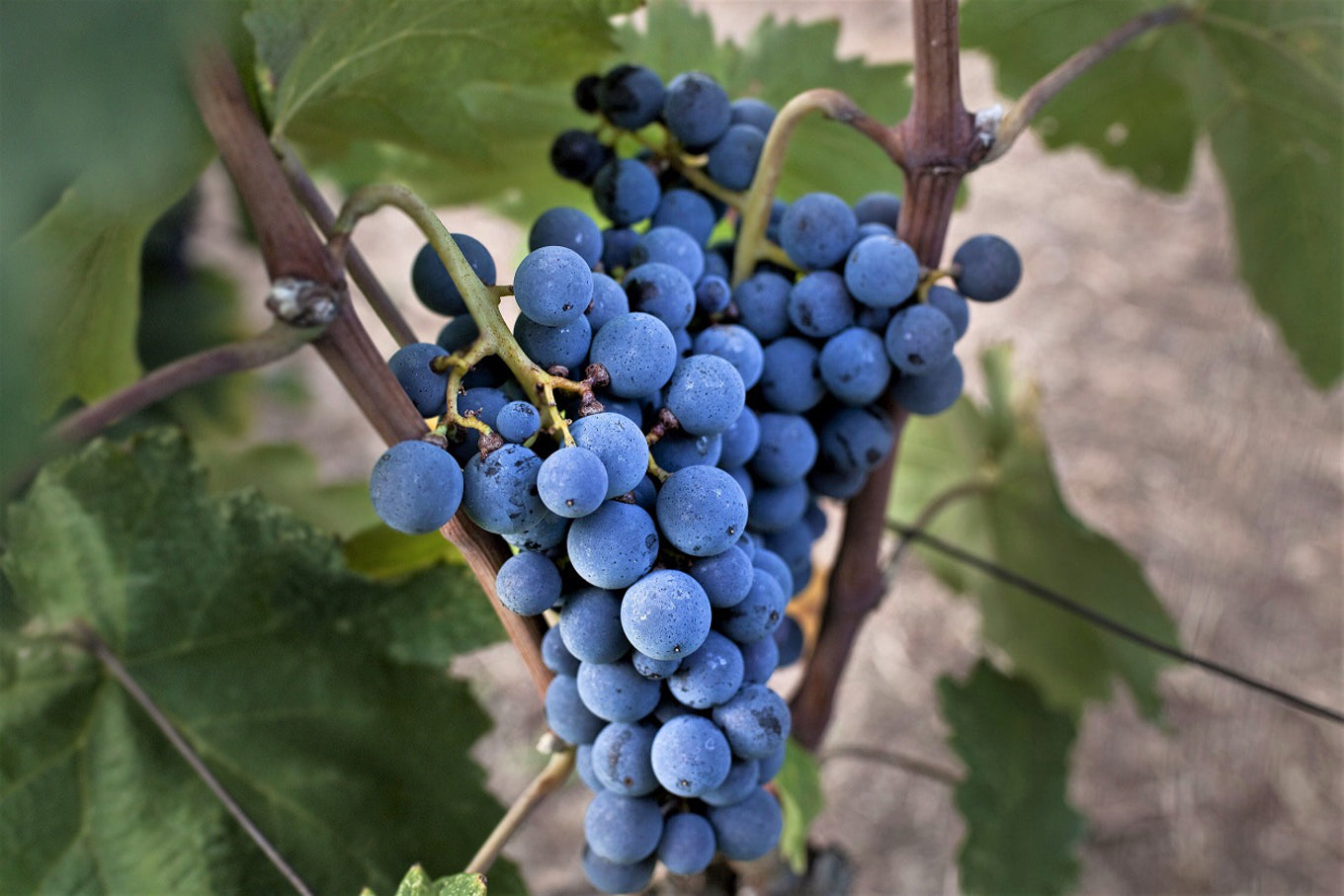 Xinomavro (Vitis vinifera / Common Name: Xinomavro Grape)