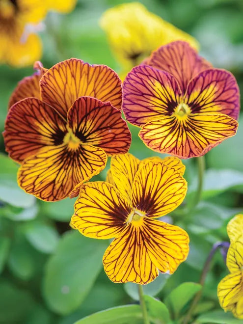 Viola Seeds - Tiger Eye Yellow