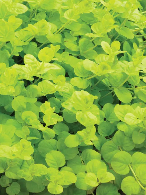 Lysimachia Creeping Jenny Seeds