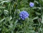 Heirloom Non-GMO Globe Gilia Flower Seeds for Planting – Drought-Tolerant Pollinator-Friendly Garden Blooms - Non-GMO for planting in home garden